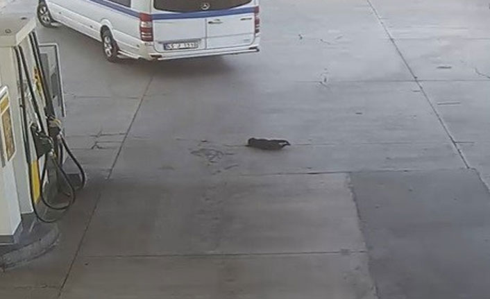 Yavru köpeği ezerek öldürdü