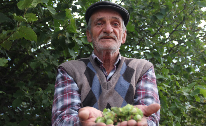 Tonlarcası dalında çürüyor