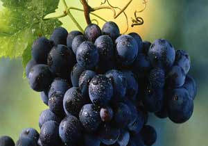 Kanser ilacı dalında çürüyor