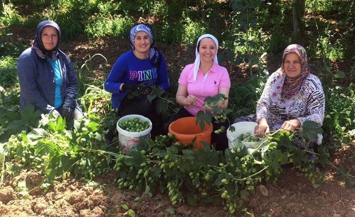 Kadın başkan şerbetçioğlu hasadında