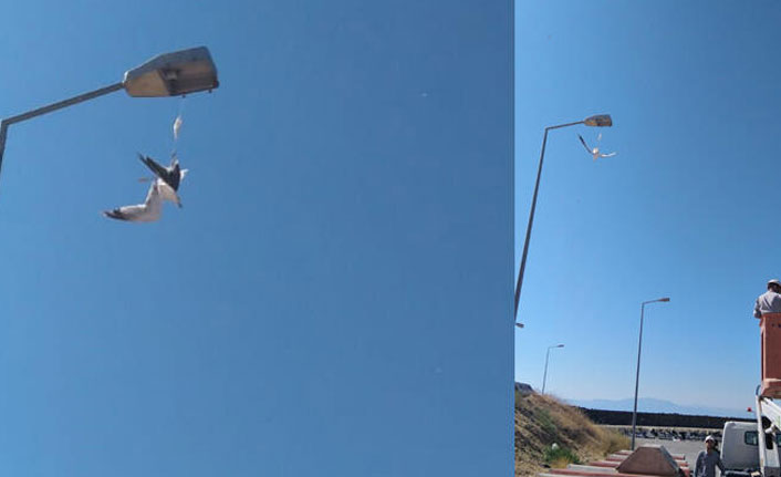 Ayağına maske takılan martı, direkte asılı kaldı