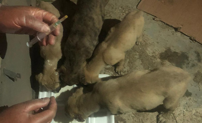 Yavru köpeklerin kulaklarını kestiler