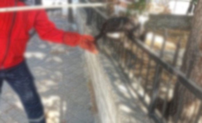 Kedi demir parmaklıklara saplandı