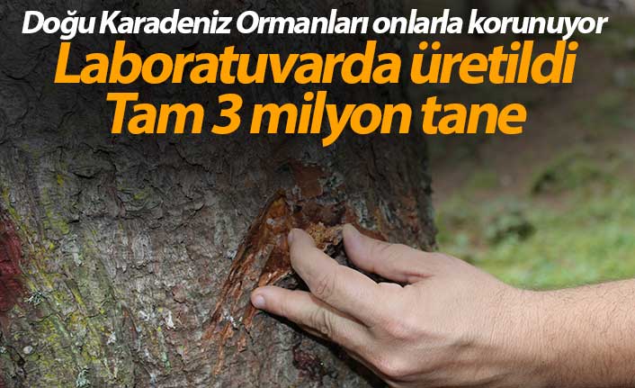 Doğu Karadeniz Ormanları yaklaşık 3 milyon 'terminatör böcek'le korunuyor