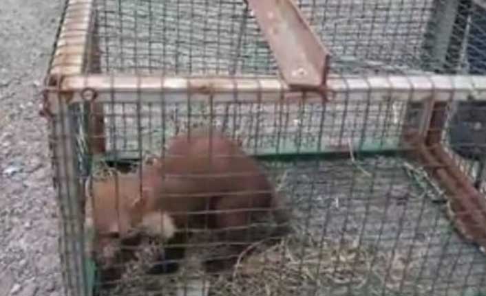 Trabzon'da yakaladığı sansarı öldürmeye kıyamadı