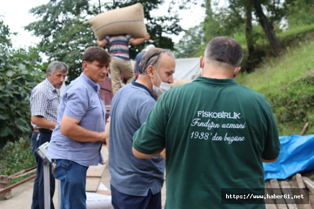 FİSKOBİRLİK fındık alımlarına devam ediyor