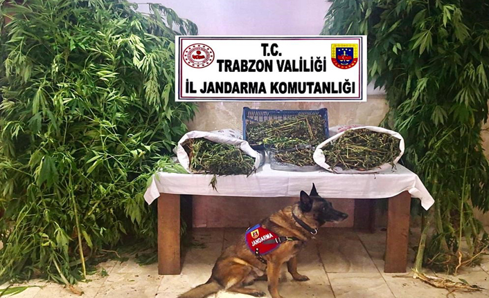 Trabzon’da 4 ilçede operasyon! 96 kök kenevir 5 kilo esrar ele geçirildi