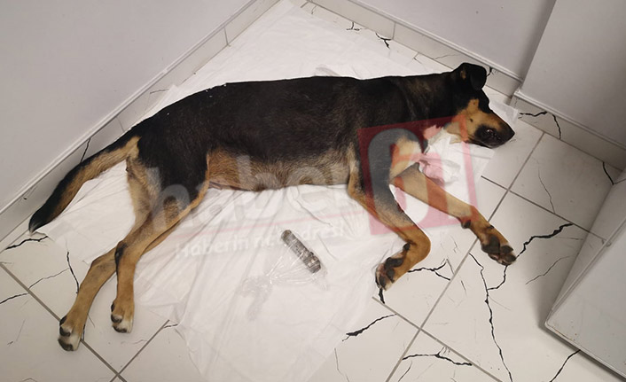 Trabzon’da sokak köpeğine inanılmaz işkence