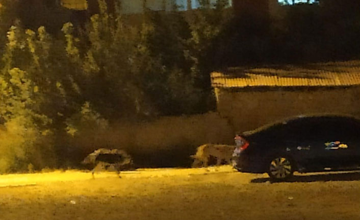 Boruya sıkışan 2 köpek kurtarıldı