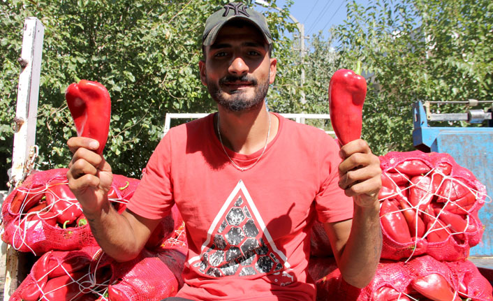 Şarkı söyleyerek sokak sokak salçalık biber satıyor