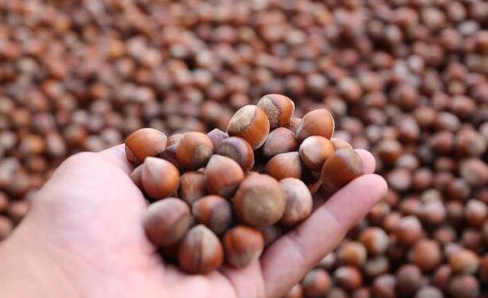 Fındık fiyatı haftaya 24 liradan başladı: Üretici beklenti yüksek