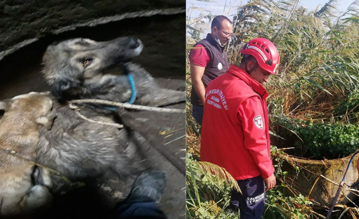Burhaniye’de kuyuya düşen köpekleri itfaiye kurtardı