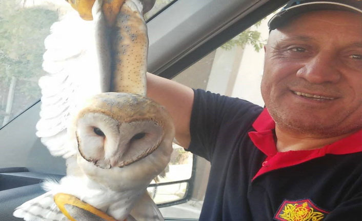 Eve giren başkuş şaşırttı