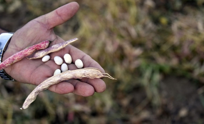 Kuru fasulyede imece usulü hasat