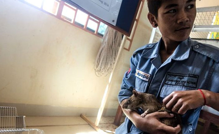 Kamboçya'da sıçana altın madalya verildi