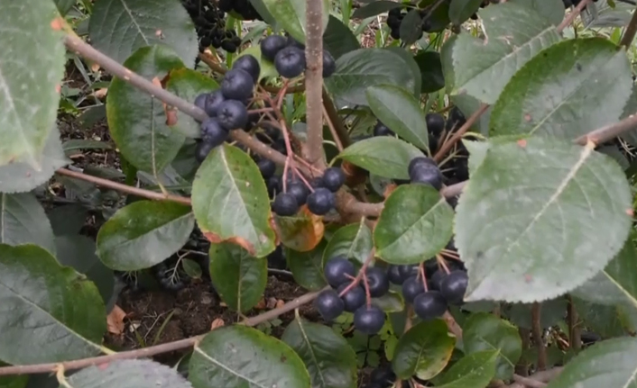 Trabzon'da yeni umut 'Süper meyve'