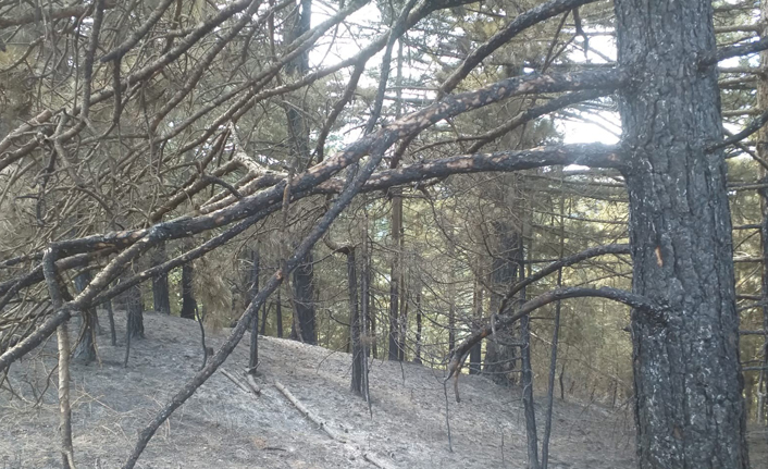 İzmir'de orman yangını: Onlarca hektar ormanlık alan küle döndü.