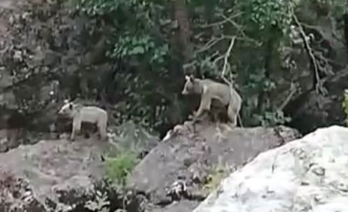 Munzur vadisinde anne ve 2 yavru ayı görüntülendi