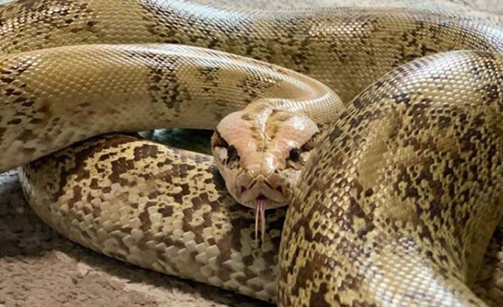 Suç örgütünden pitonlu işkence