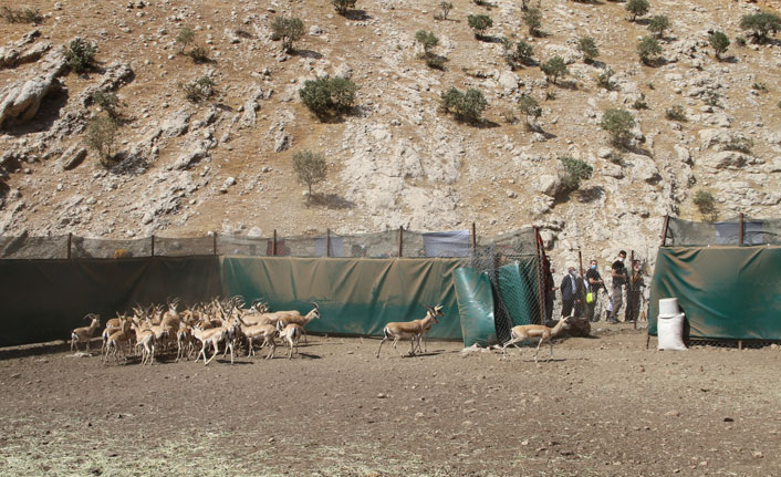 Cudi Dağı'na 50 ceylan bırakıldı