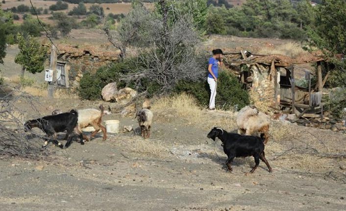 Keçi otlatırken cinsel saldırıya uğradı