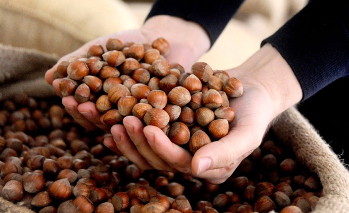 Fındık fiyatlarında son durum