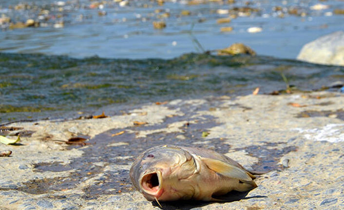Ölen balıkları, evlerine götürüp yediler