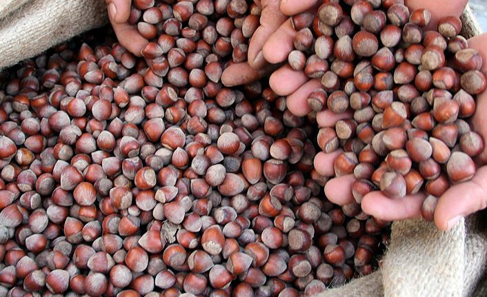 Fındık Fiyatlarında son durum! İşte TMO ve Tüccar rakamları