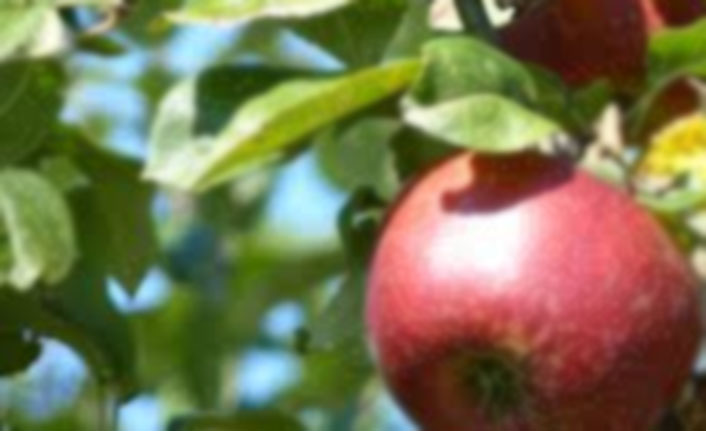 Aynı ağaç gövdesinde hem kırmızı hem yeşil elma