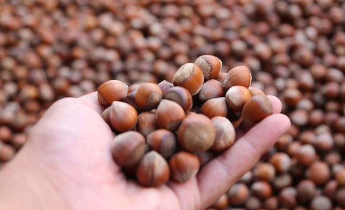 Trabzon'da fındık fiyatları! İşte son durum