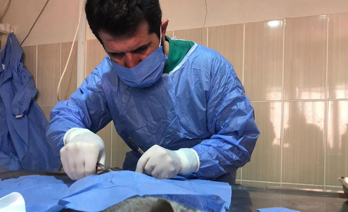 Hasta kedi tedavi edildi