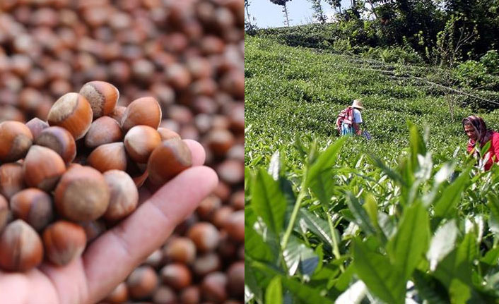 TTB ve KTÜ'den fındık ve çay sektörü işbirliği