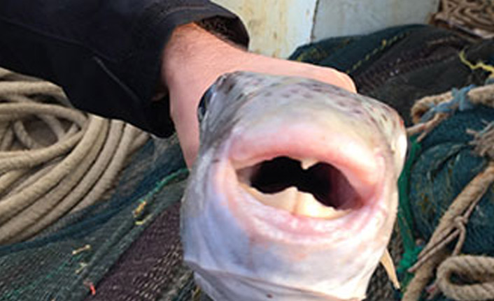 "Japonlar yiyor diye balon balığı tüketmeyin"