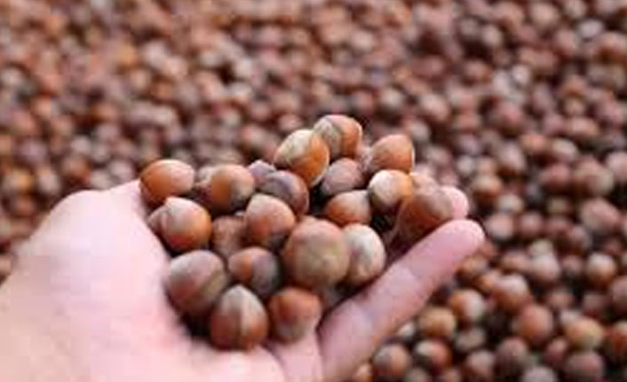 Fındık fiyatları haftaya nasıl başladı?