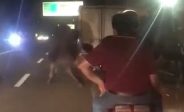 Deveyi kamyonete bağlayıp trafikte sürüklediler