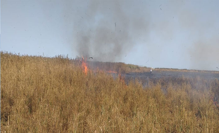 Sazlık alanda yangın
