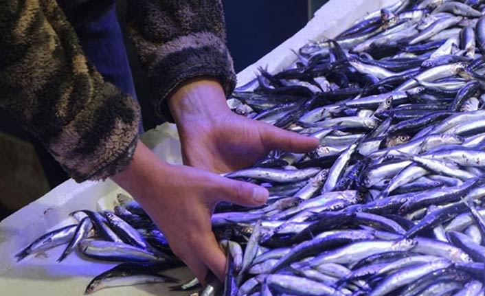 Hamsi fiyatları cep yakıyor