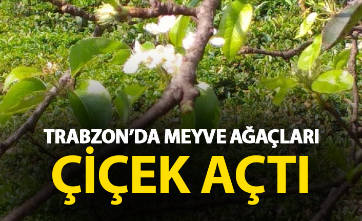 Trabzon’da meyve ağaçları çiçek açtı