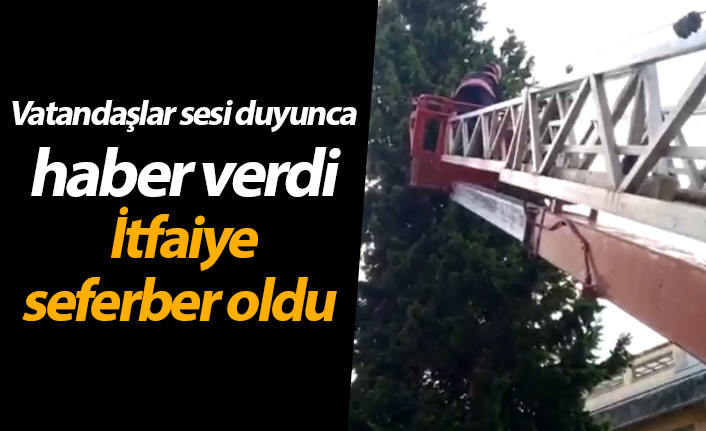 Trabzon'da ağaçta mahsur kalan kediyi itfaiye kurtardı