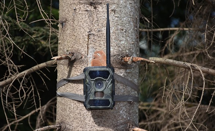 Doğu Karadeniz'de fotokapana yakalandılar! 13 kişiye ceza