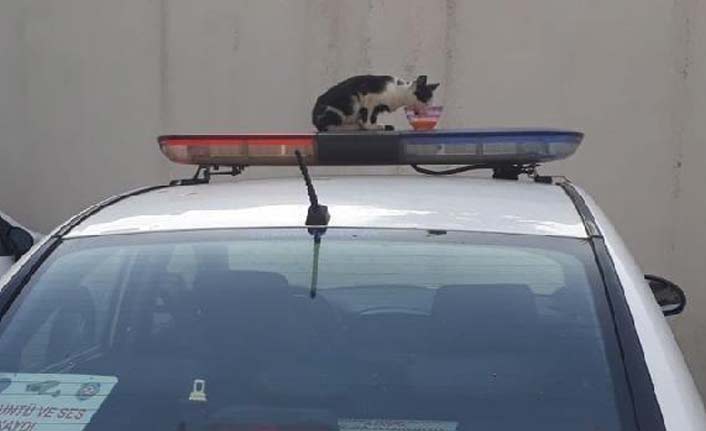 Kedi ekip otosunun tepe lambasına çıkarsa...