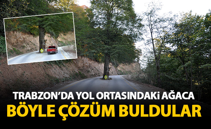 Trabzon'da yol ortasındaki ağaç kesilmekten kurtarıldı
