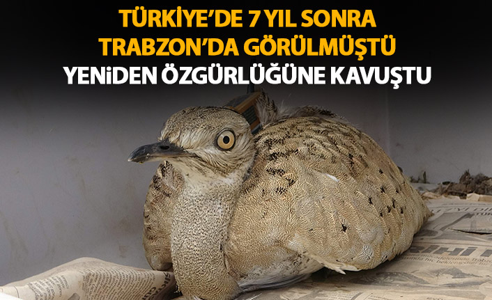 Türkiye'de 7 yıl sonra Trabzon'da görülmüştü! Doğaya bırakıldı