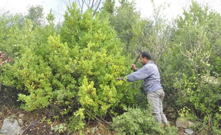 Dünya peşinde! Kilosu 2.5 lira...