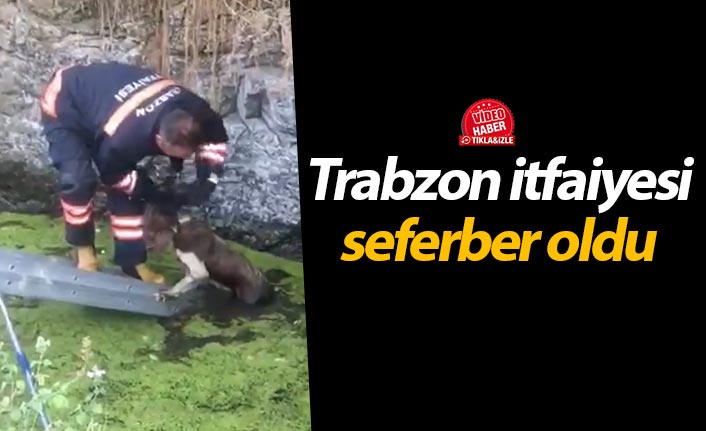 Trabzon itfaiyesinden kurtarma operasyonu
