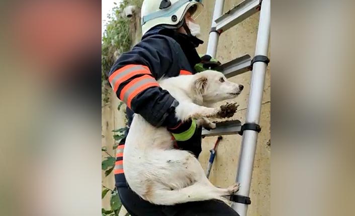 Galanima deresinde mahsur kalan köpek kurtarıldı