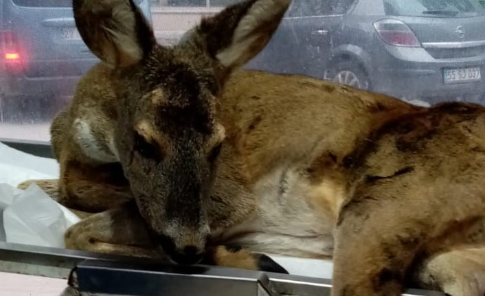 Ordu’da yol kenarında bulunan yaralı karaca veterinere götürüldü