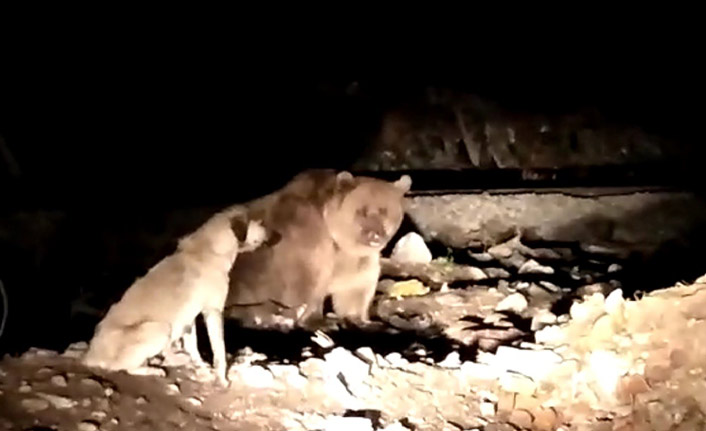 Kış öncesi yemek toplayan ayılar kamerada