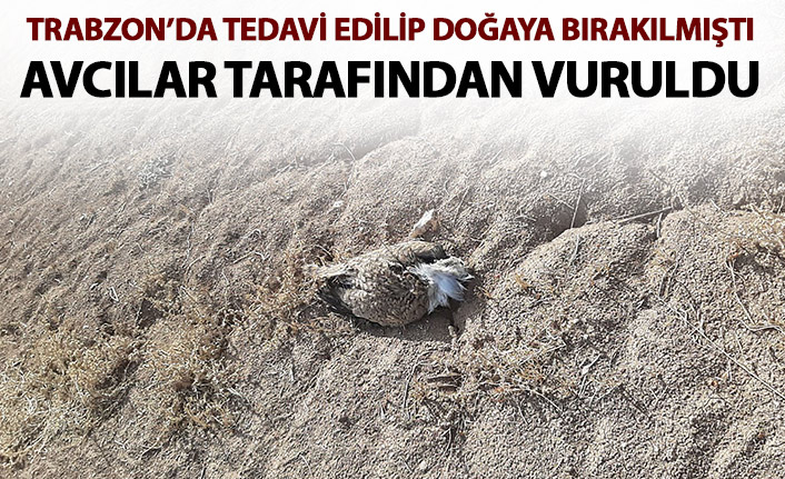 7 yıl sonra ilk defa Trabzon'da görülmüştü! Avcıların kurbanı oldu!