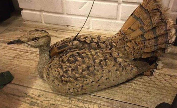 Trabzon'da doğaya salınan toy kuşunun ölüsü bulunamadı